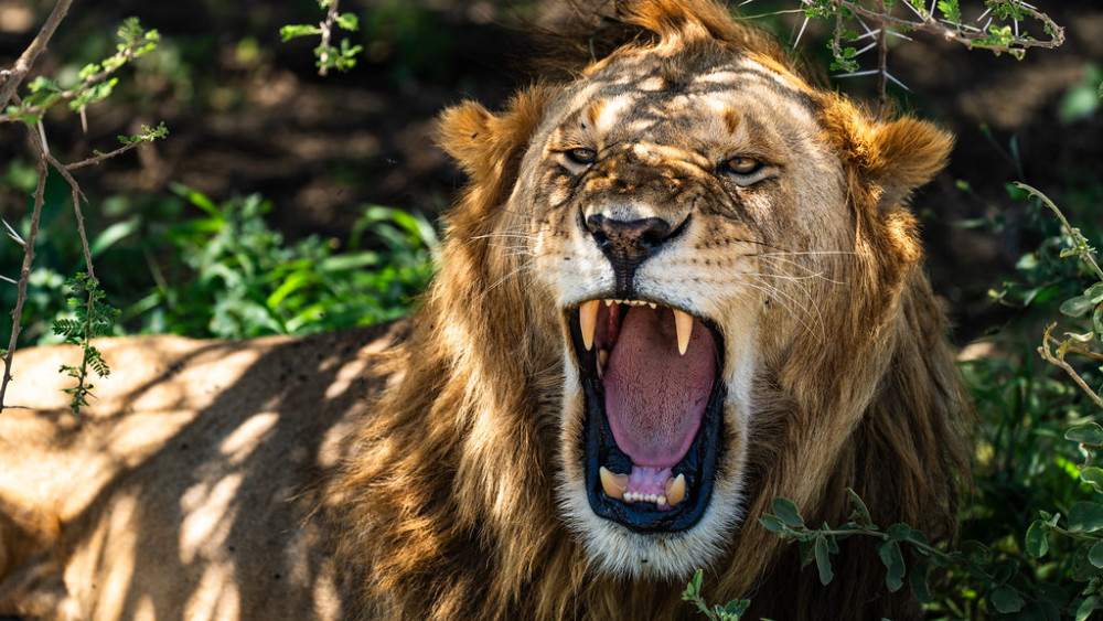 Tarangire & Ngorongoro Crater Comfort Adventure