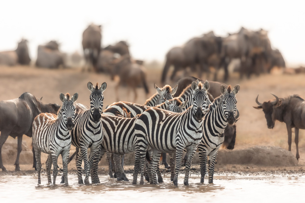 Fly-in Fly-out Serengeti Calving Safari