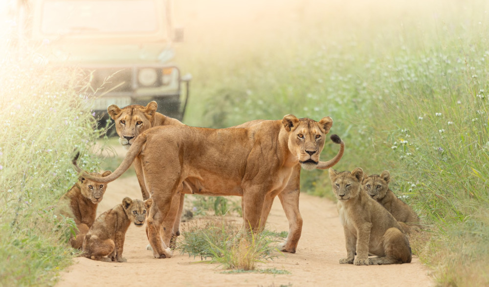 Fly in & out Zanzibar to Serengeti Classic Safari