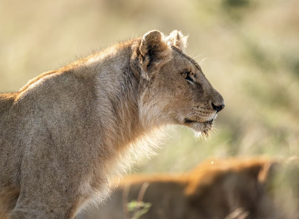 Wakanda Classic Safari with Kilimanjaro Hike