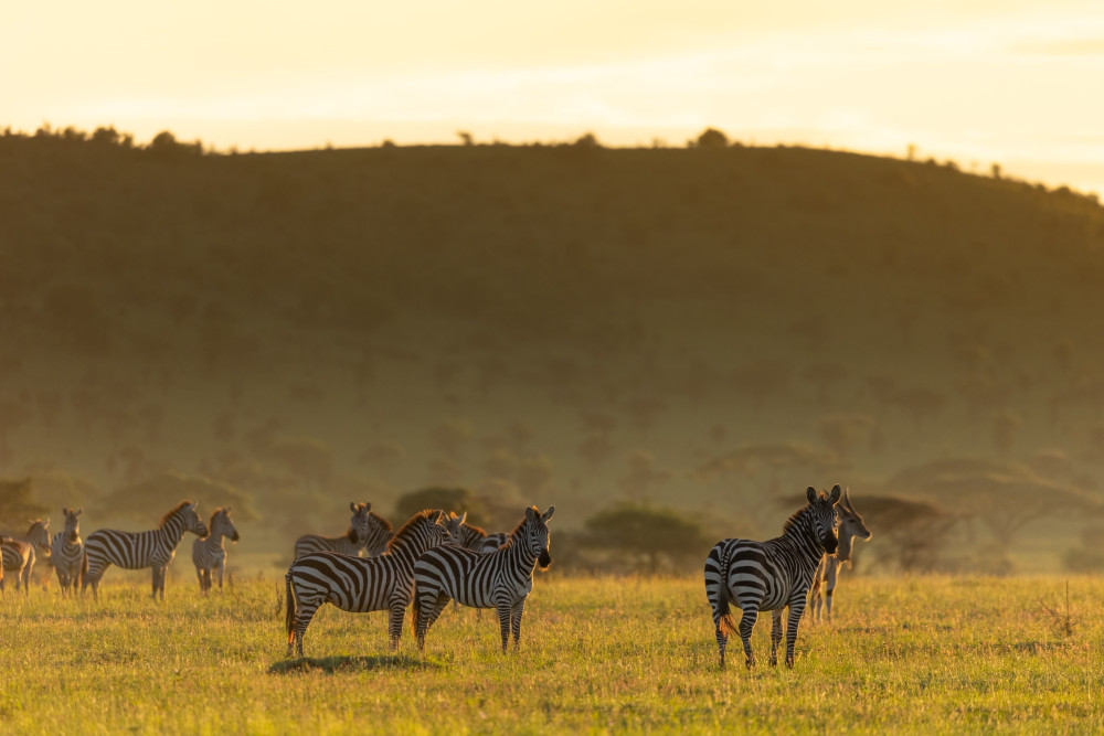Migration Crossing Mid-Range Safari (July-October)