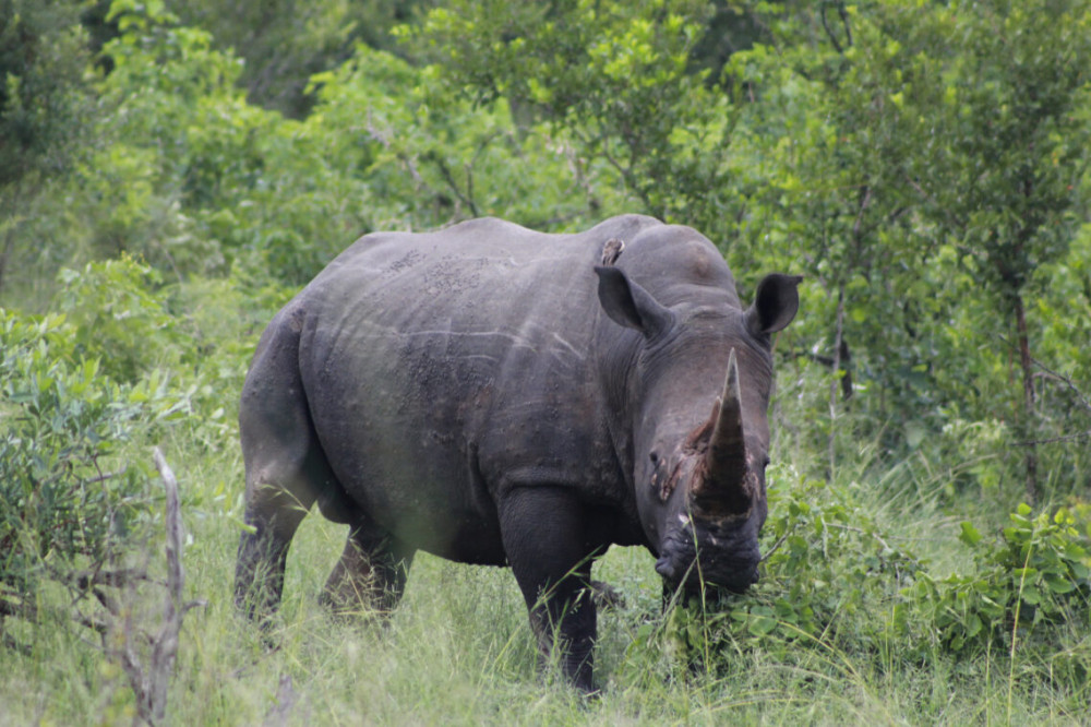 Private Luxury Kruger National Park Safari