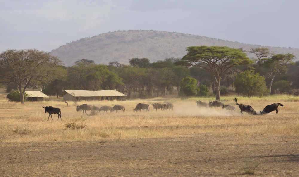 Best of Kenya and Tanzania Mid-Range Safari