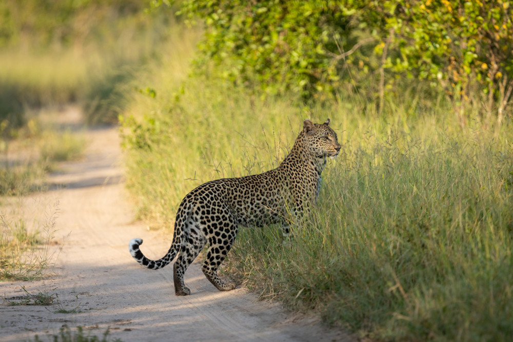 Sabi Sands Luxury Safari