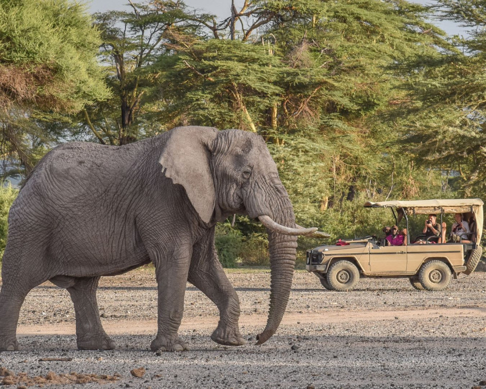 Safari - Support a Girl Student's Education Fee