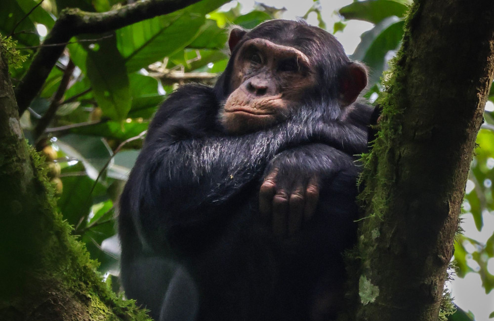 Gorilla and Chimp Trekking Safari