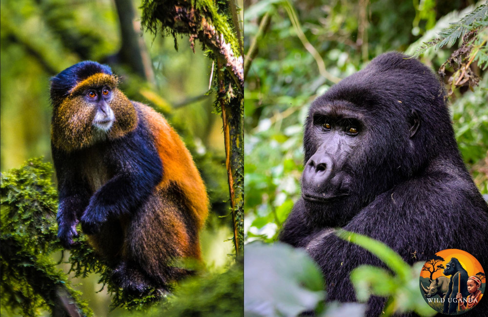 Luxury Uganda and Rwanda Adventure