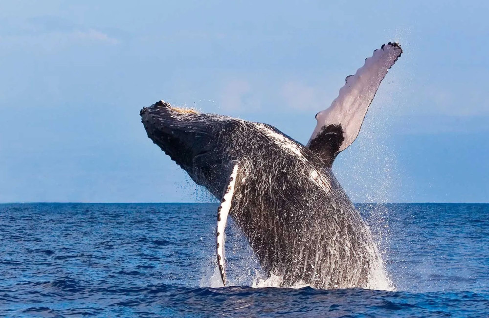 Luxury, Whale Watching & Swimning with Dolphins