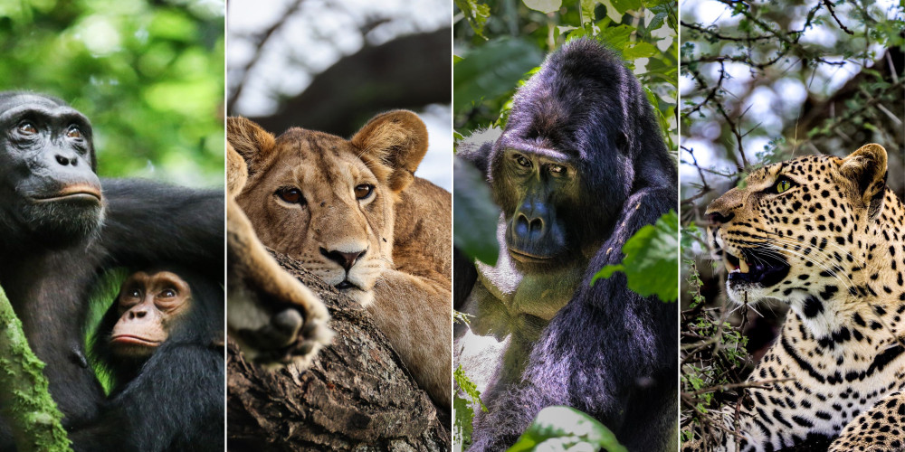 Gorilla, Chimp Trekking & Big 5 - Small Group Tour