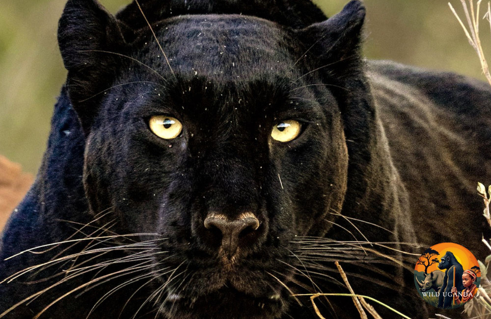Black Leopard Expedition to See Giza