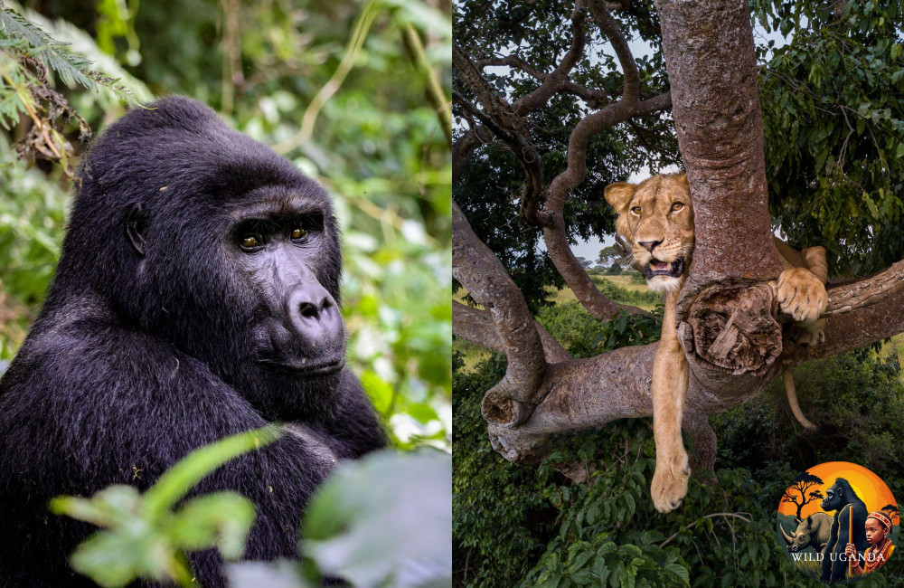 Gorilla, Chimpanzee & Big 5 Game Safari in Uganda