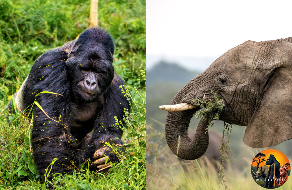 Best of Uganda with Comfort