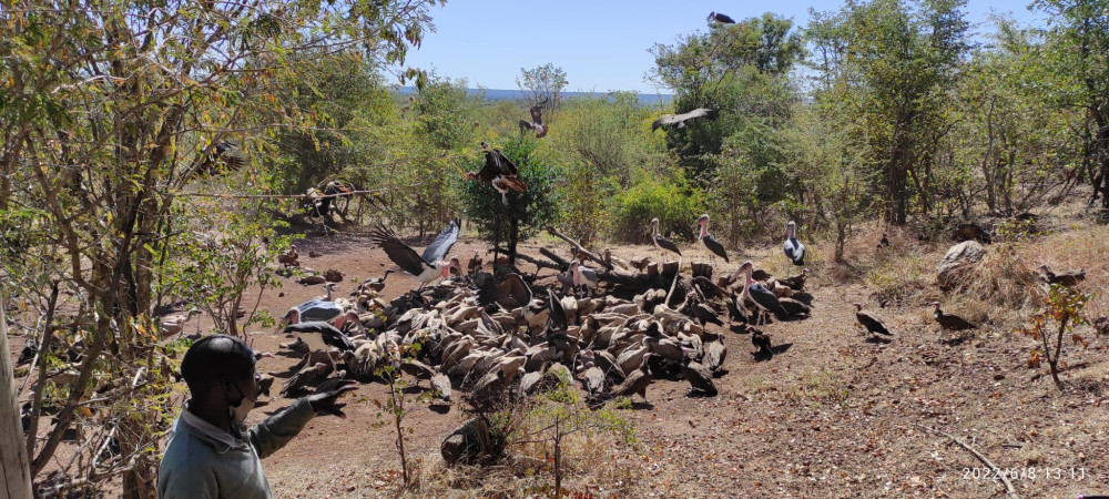 Vulture Experience and Baobab Tree Safari Zimbabwe