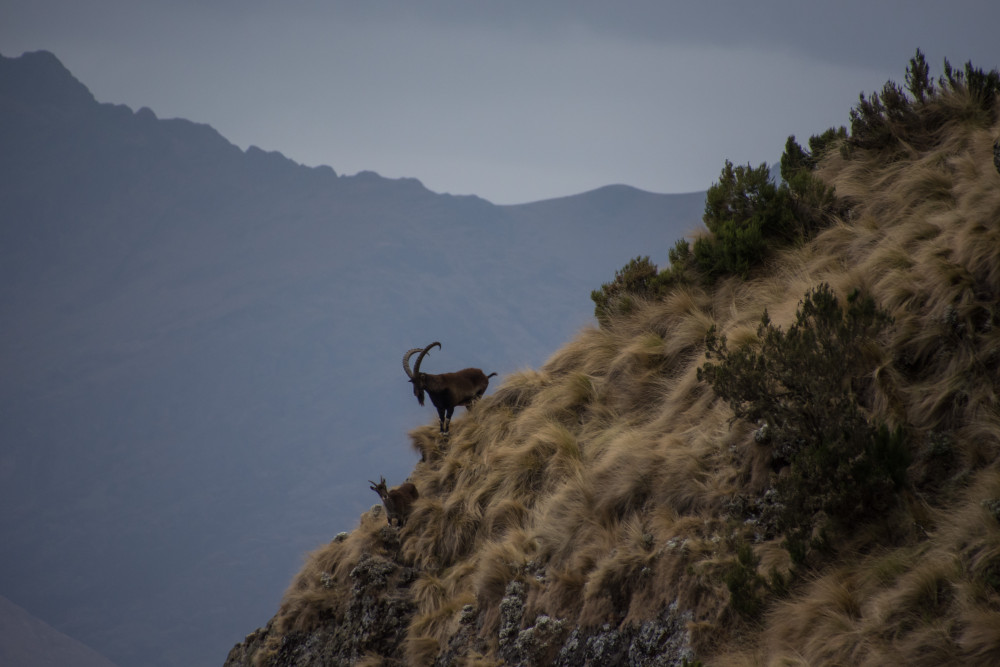 Semien Mountain National Park Trekking