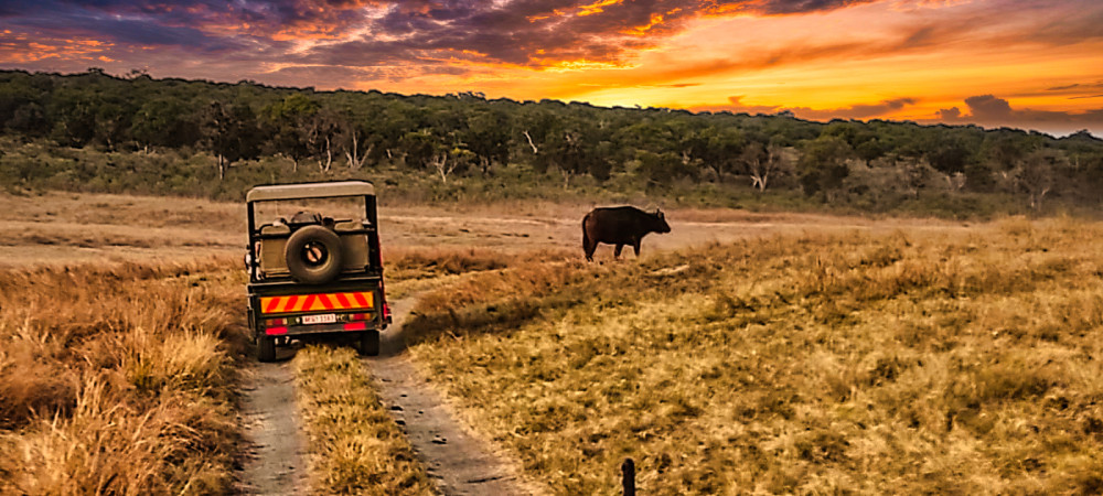 From Livingstone, 3 Hour Game Drive in Zimbabwe
