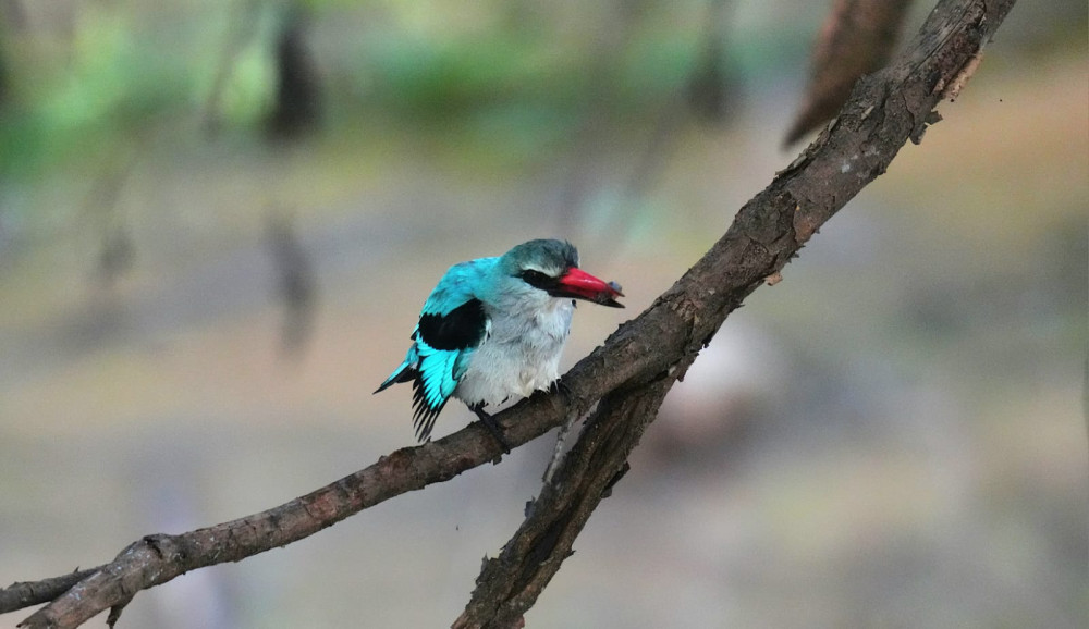 Birdwatching and Fishing Safari in Chobe