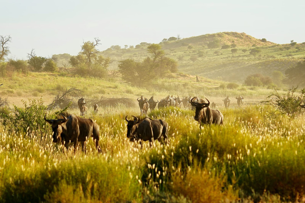 Victoria Falls 6 Hour Sunset Safari in Zambezi NP