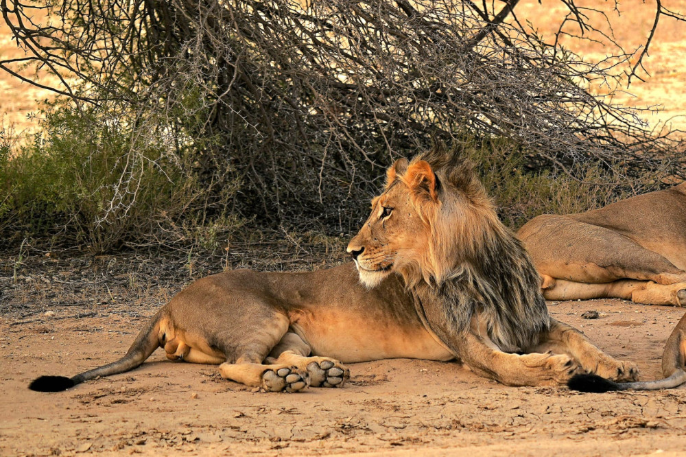 Chobe Late Departure with Bush Camping + 3 Safari