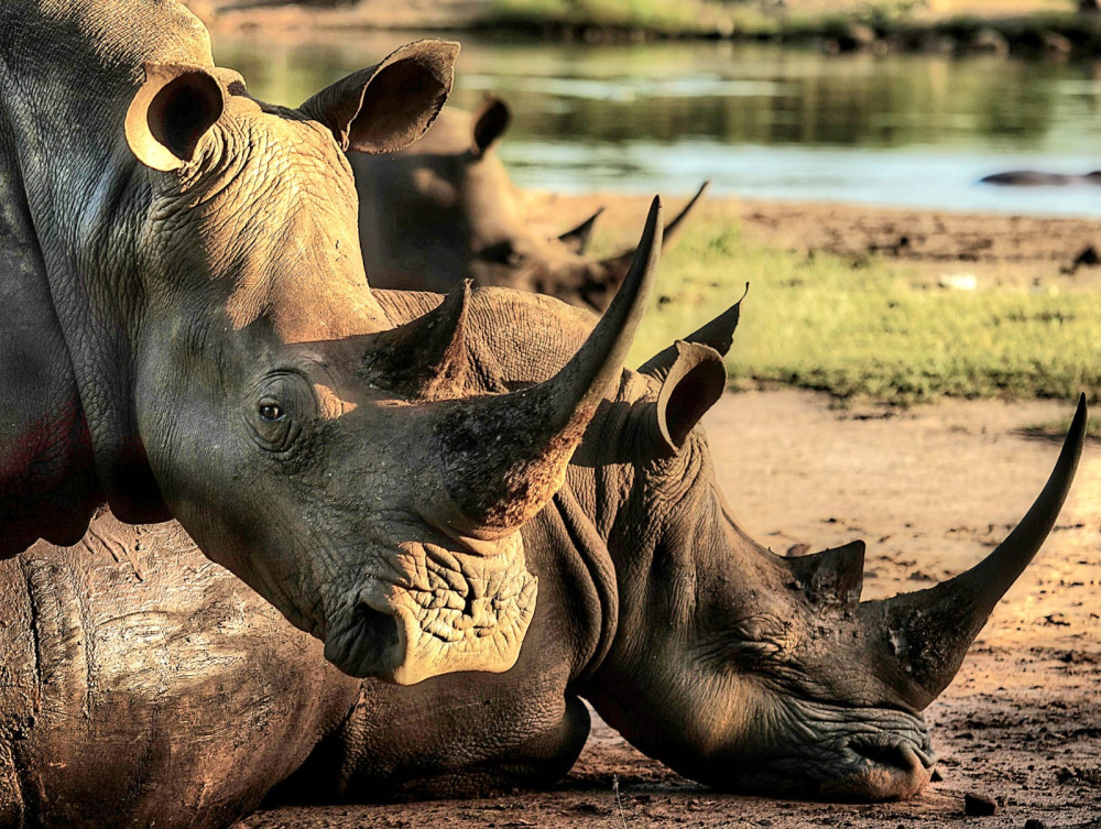 Matobo Rhino Encounter Safari