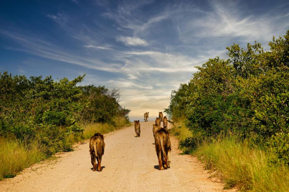 Tiger Fishing&Chobe Safari Combo Tour