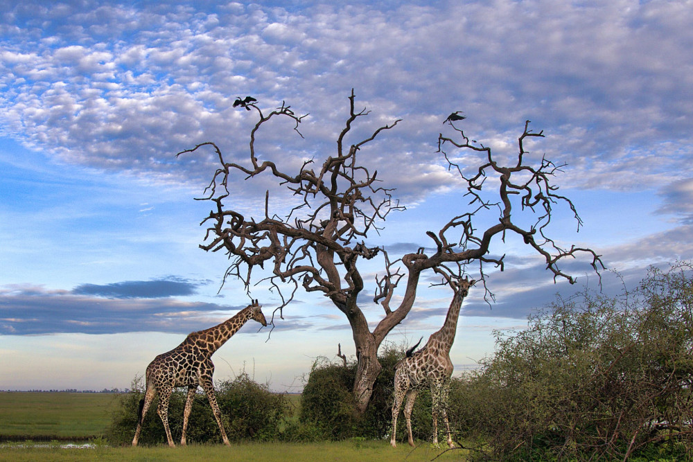 Victoria Falls Safari + Chobe National Park Combo