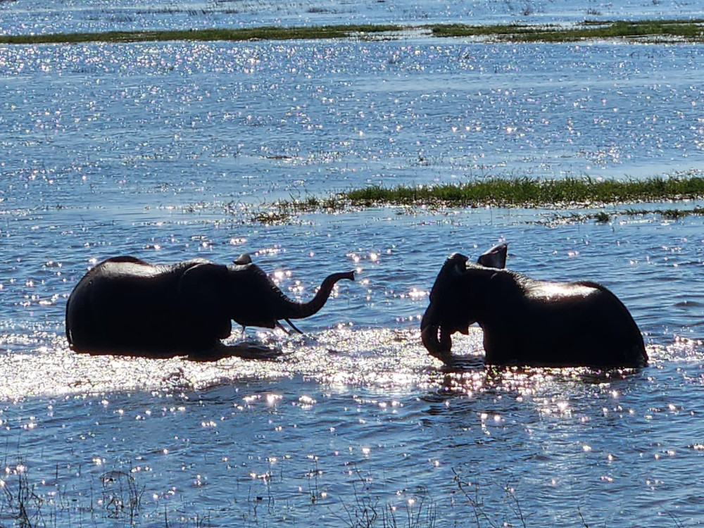 Chobe River Safari - Gentle Giants at the River