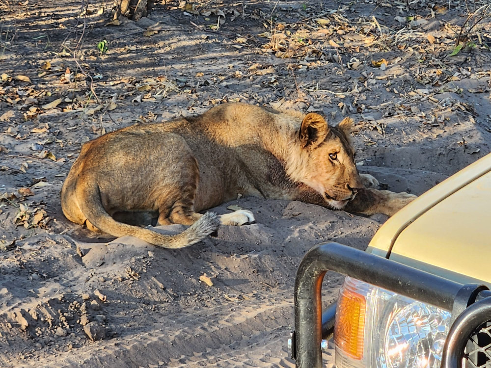 Rapid Roar Safari–Chobe Land Adventure from Kasane