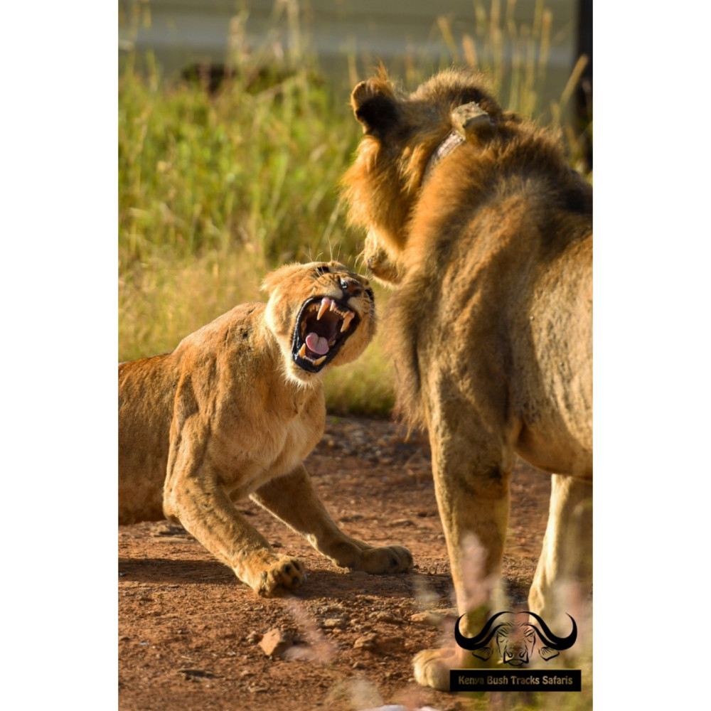 Amboseli - Naivasha - Nakuru - Masai Mara Safari