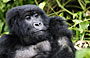 4-Day Mountain Gorilla Adventure - with Tracking Permit