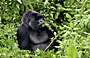 5-Day Rwanda Gorilla Trekking Expedition