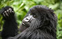 4-Day Gorilla Trekking Tour of Rwanda