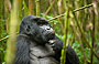 3-Day Gorillas and Golden Monkeys Tour