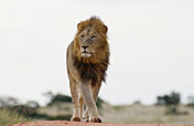 5-Day Kwa Madwala Lodge & Kruger Park Safari