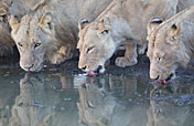 6-Day Lodge/Treehouse Kruger Park Safari