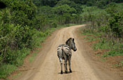 13-Day Lion, Chimpanzee & Gorilla Safari