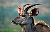 4-Day Lodge/Treehouse Kruger Park Safari