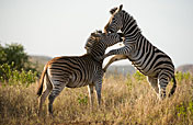 6-Day / 5 Nights Lodge/Treehouse Safari