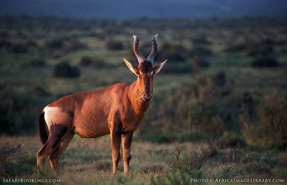 Addo Elephant National Park – Travel Guide, Map & More!