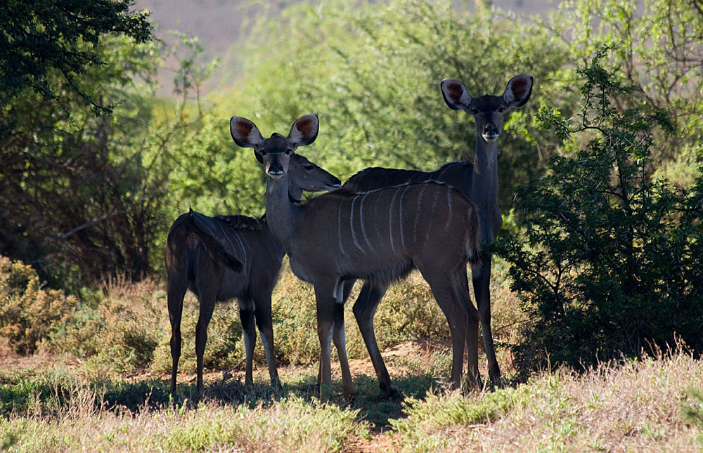 Camdeboo National Park Travel Guide, Map & More!