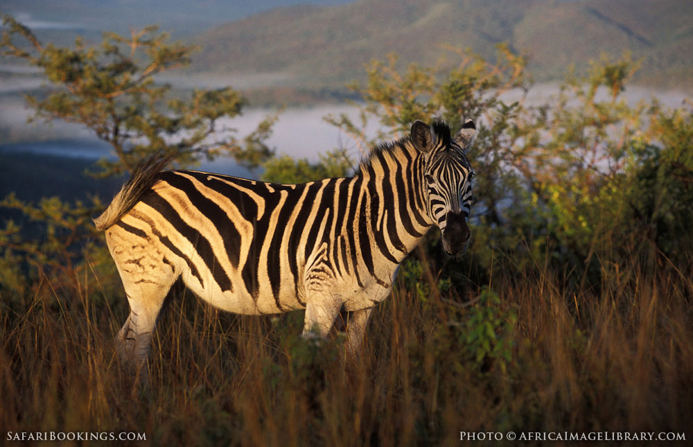 South Africa Wildlife Photos Award winning images & pictures!