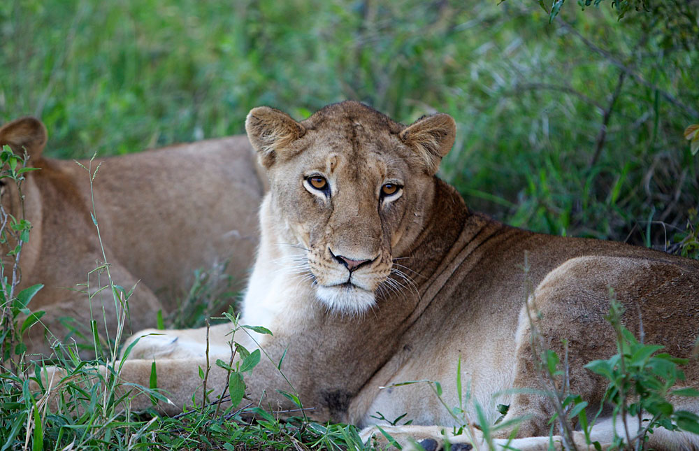 What animals live in the kapama reserve, Jabulani, Greater Kruger
