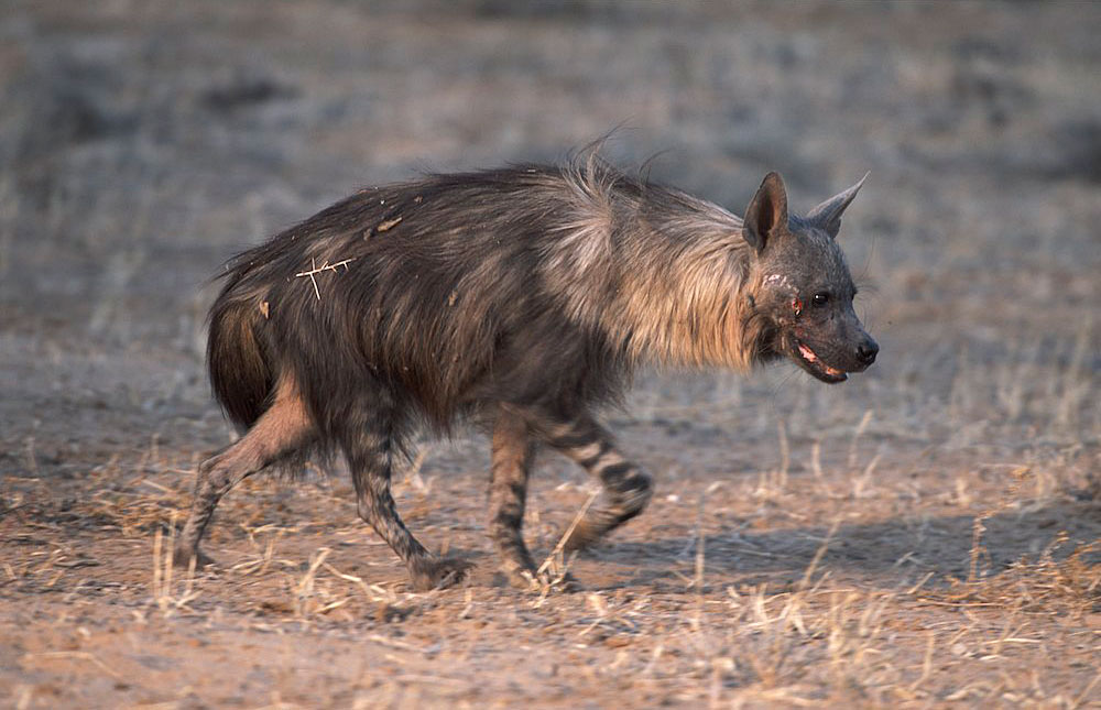 Brown Hyena (South Africa side) in Kgalagadi Transfrontier Park, South ...
