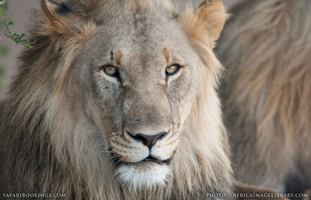 Madikwe Gr Wildlife Photos – Images & Pictures