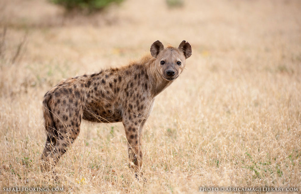 Madikwe GR Wildlife Photos – Images & Pictures