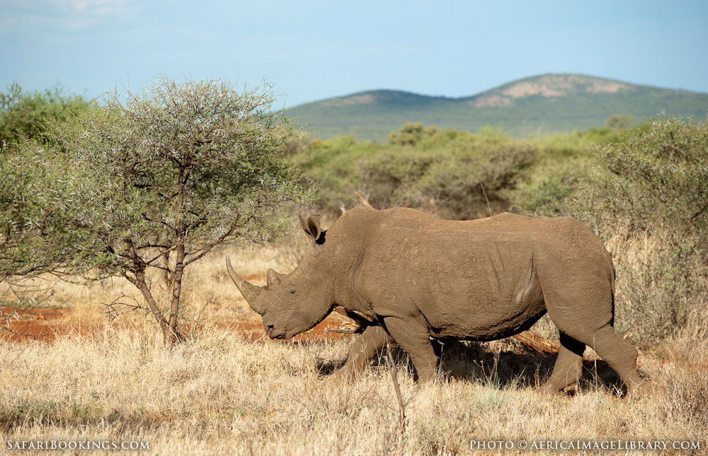 Expert Rating Reviews >> Madikwe Game Reserve – Travel Guide, Map & More! Expert Rating Reviews >> Madikwe Game Reserve – Travel Guide, Map & More!