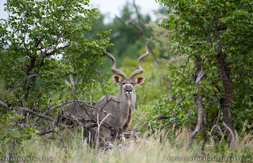 Mapungubwe National Park – Travel Guide, Map & More!