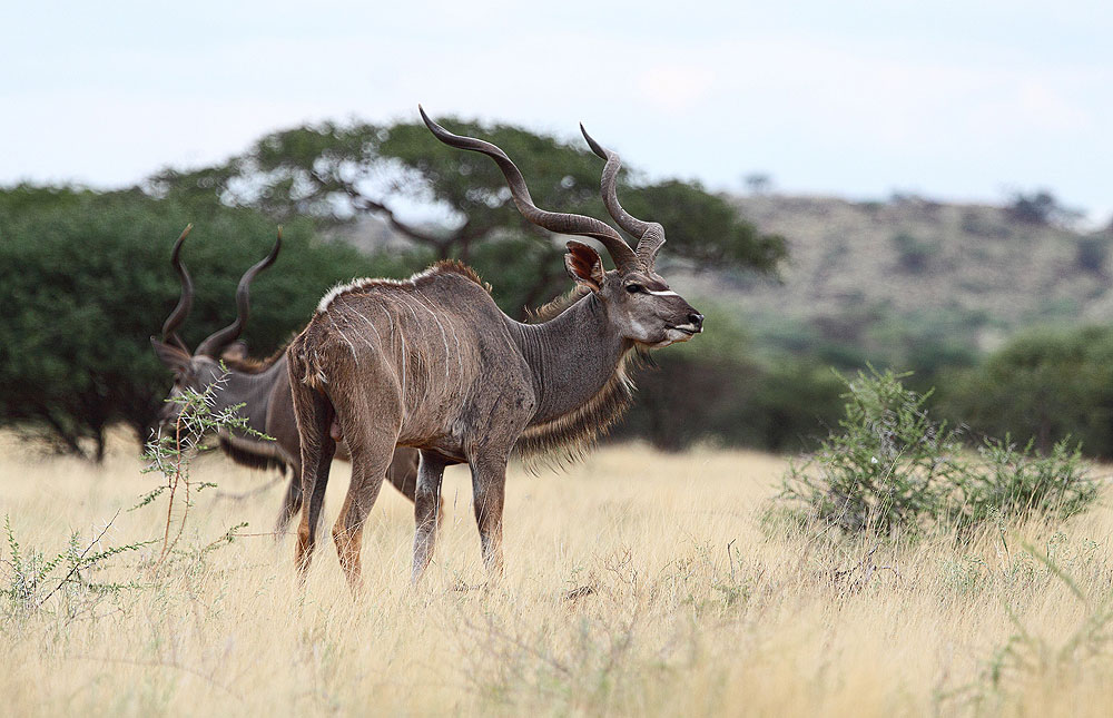 Mokala NP Photos – Images & Pictures