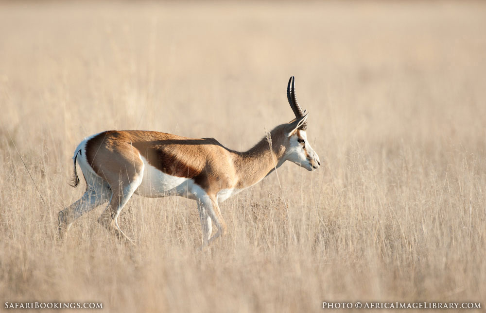 Mountain Zebra National Park – Travel Guide, Map & More!