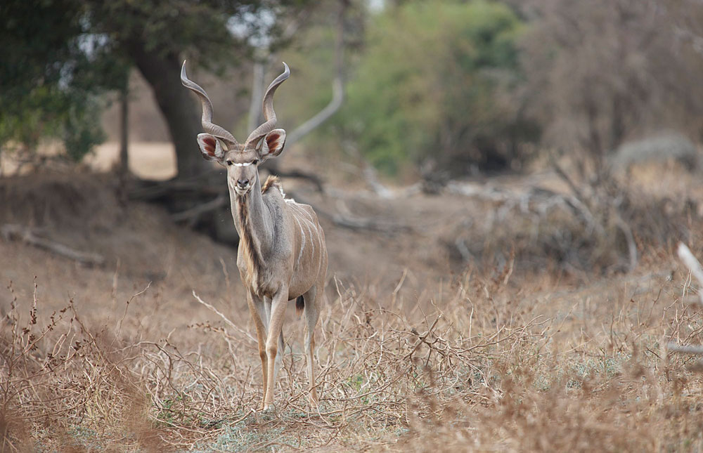 Thornybush Game Reserve – Travel Guide, Map & More!