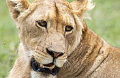 4-Day 3 Nights in Tarangire, Serengeti, and Ngorongoro